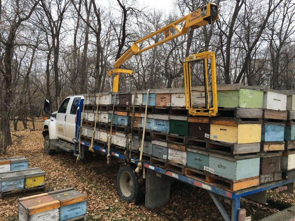 Cómo deben trasladarse las abejas - Apicultura