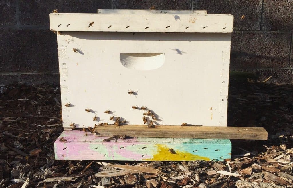 Cómo deben trasladarse las abejas - Apicultura