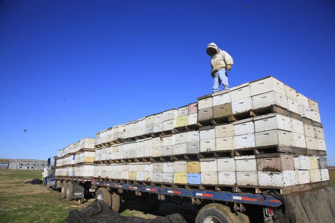 Cómo deben trasladarse las abejas - Apicultura