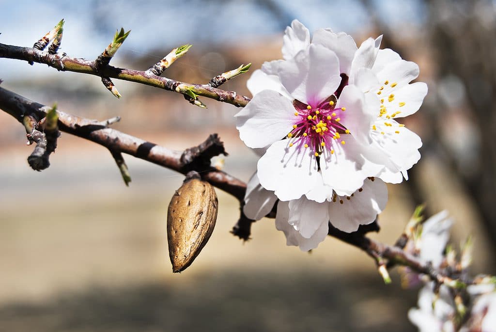 Miel de Almendro: Gusto, aroma, color y todas sus características. - MIELES