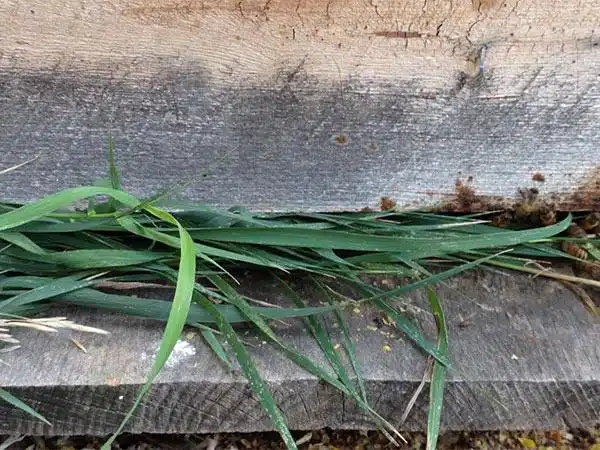 Pillaje en las Colmenas de abejas: Qué es y como prevenirlo. - MANEJO