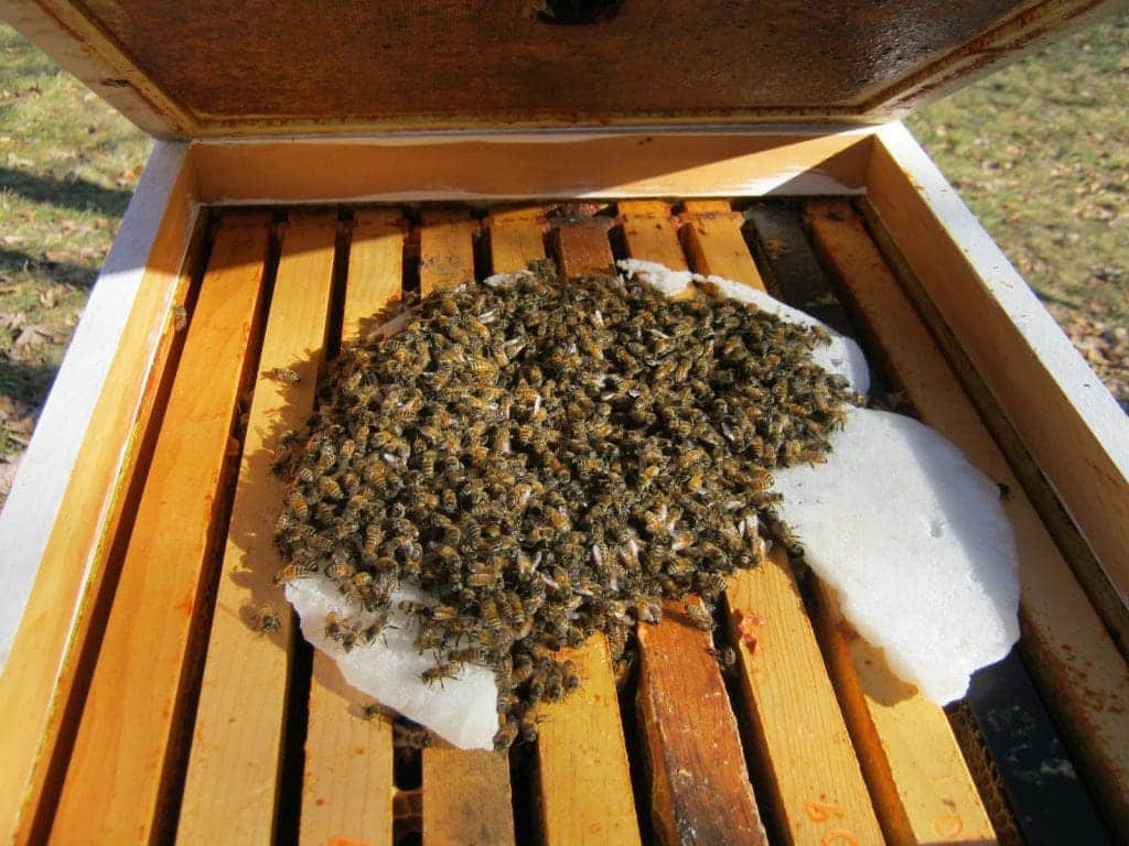 ¿Qué debo mirar cuando compro un pienso para abejas? - ALIMENTACION