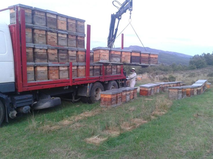 Estudio de RENTABILIDAD en APICULTURA ¿Es rentable ser apicultor?