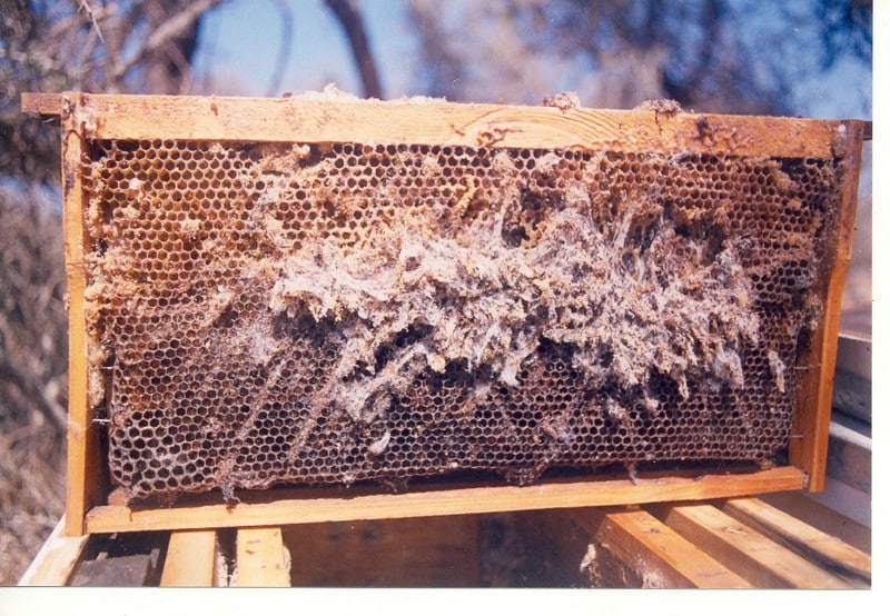 [Guía] Manejo higiénico en las colmenas - Apicultura