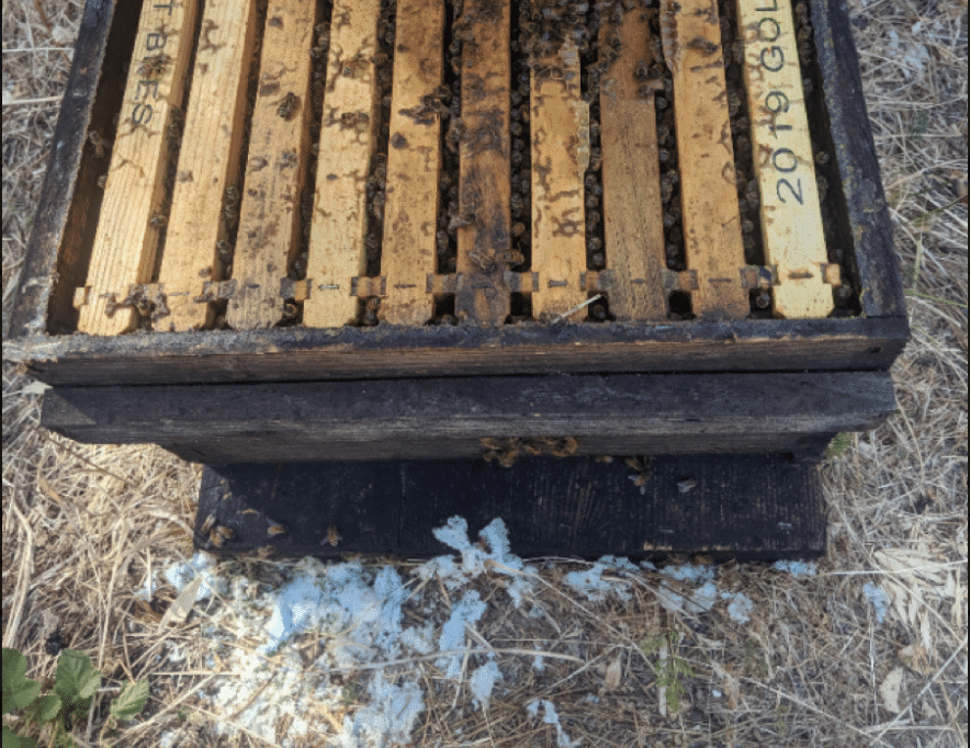 Tratar la varroa con ácido oxálico y glicerina - SANIDAD