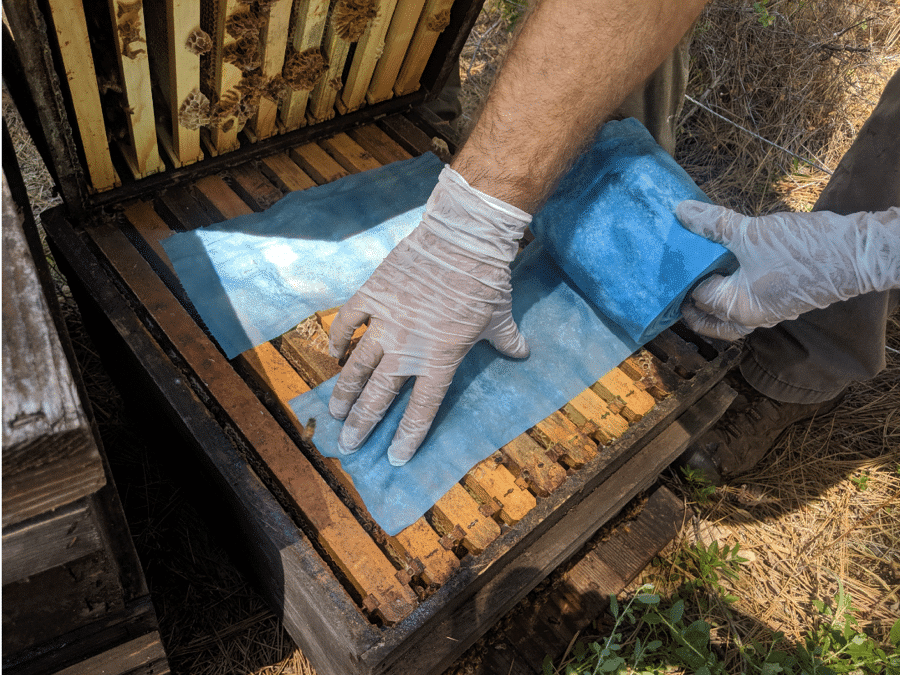 Tratar la varroa con ácido oxálico y glicerina - SANIDAD