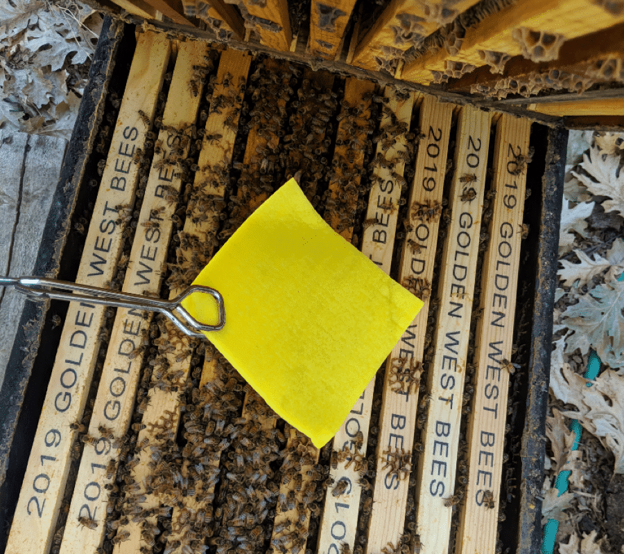 Tratar la varroa con ácido oxálico y glicerina - SANIDAD