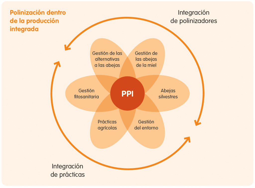 ¿Qué es la polinización? El papel de las abejas en la polinización - Apicultura