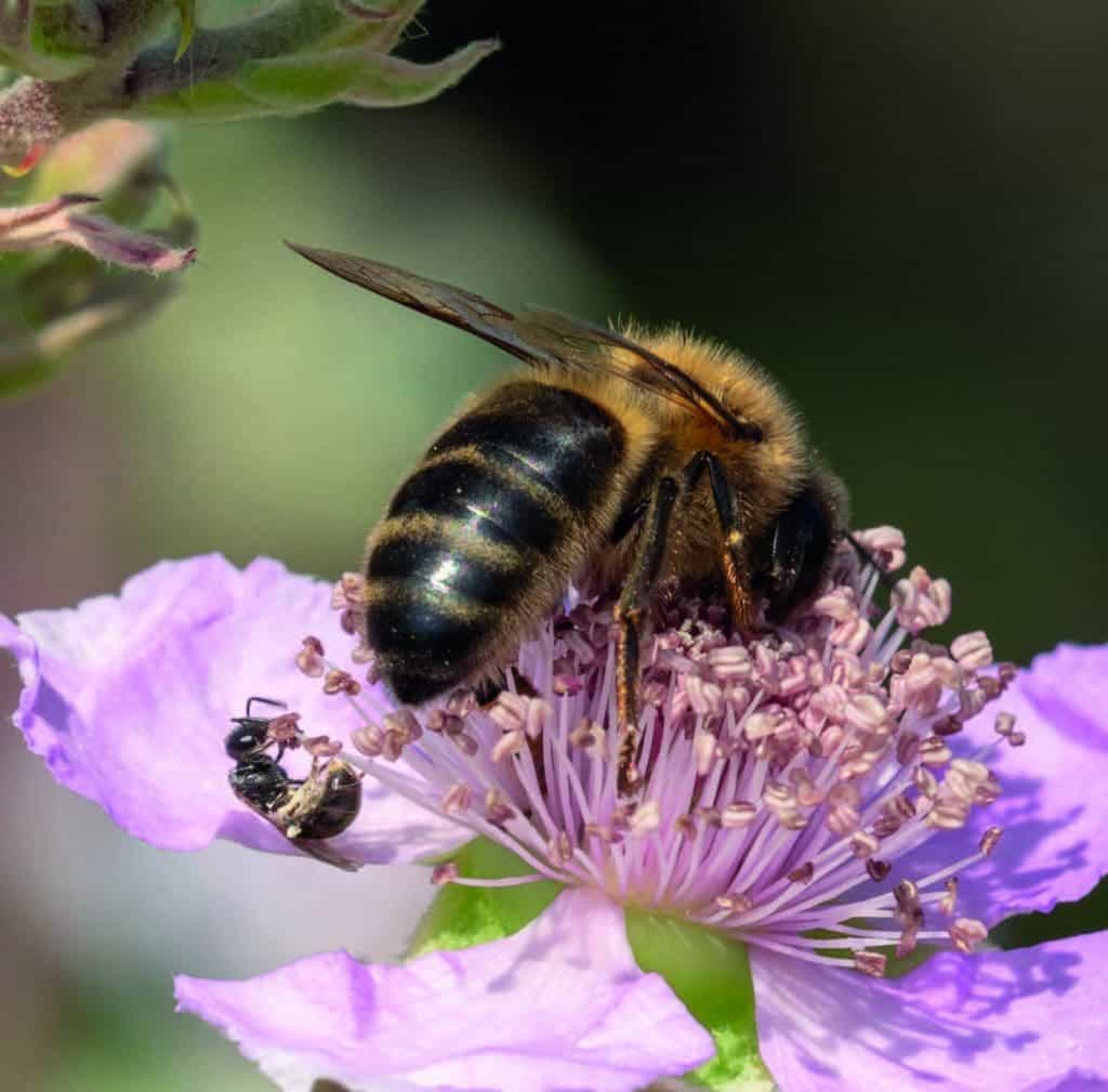 ¿Qué es la polinización? El papel de las abejas en la polinización - Apicultura