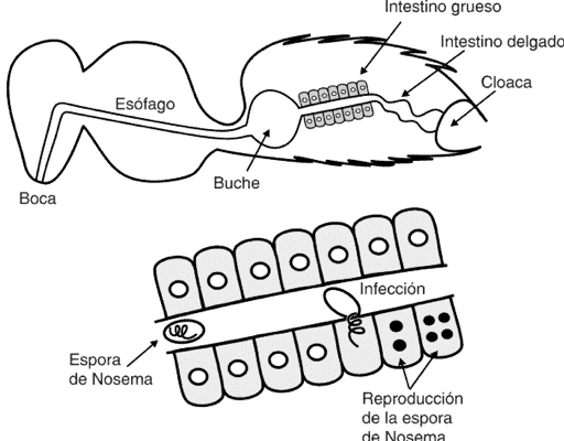 Enfermedades en la colmena: Nosemosis - Apicultura