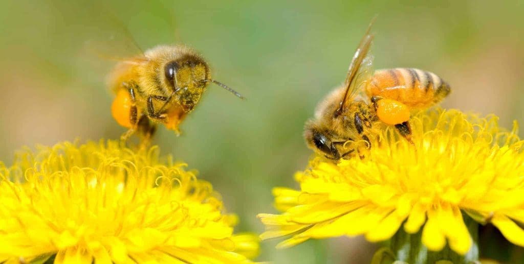 ¿Qué es la polinización? El papel de las abejas en la polinización - Apicultura