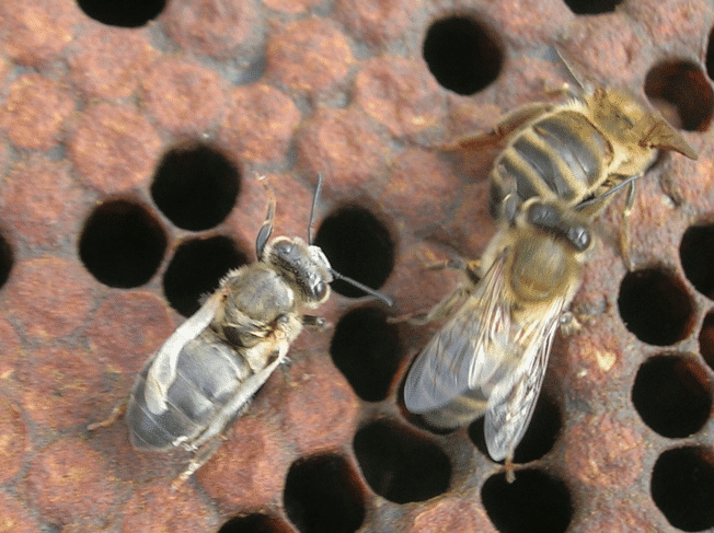 LOS VIRUS Y LAS ABEJAS: Clases, Síntomas, factores y soluciones - SANIDAD