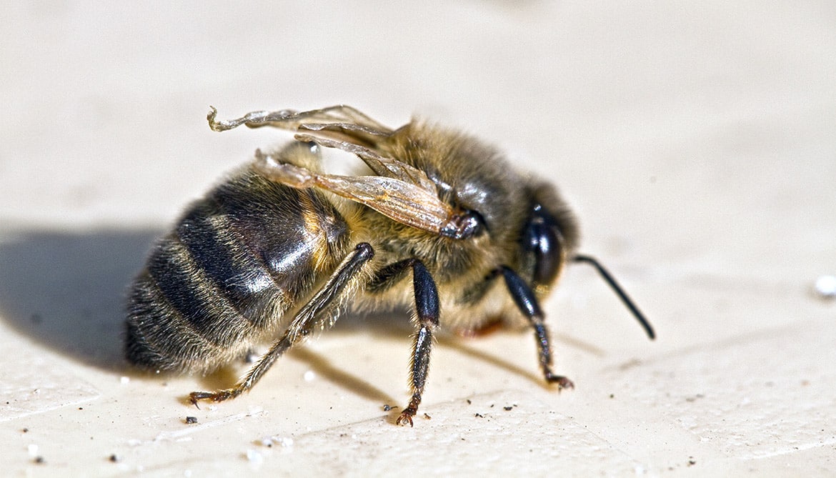 LOS VIRUS Y LAS ABEJAS: Clases, Síntomas, factores y soluciones