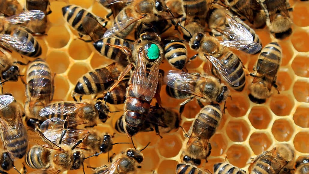Refinar Inevitable Paso ≫[Guía] ¿Quién es quien en la colmena? Tipos de abejas