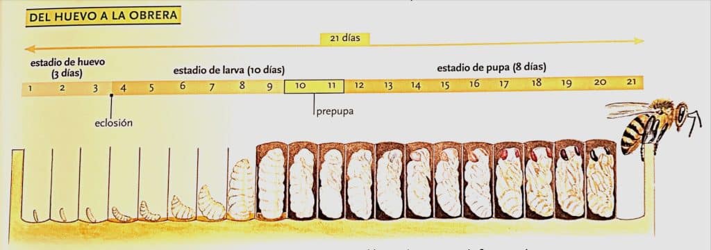 Quién es quién en la colmena: Una sociedad muy estructurada - Apicultura