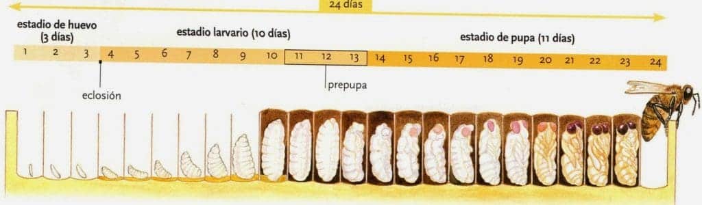 Quién es quién en la colmena: Una sociedad muy estructurada - Apicultura