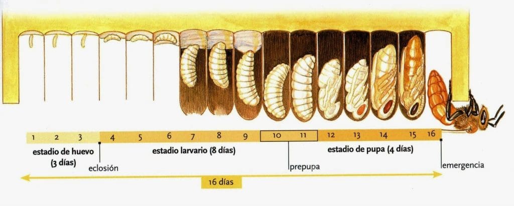 Quién es quién en la colmena: Una sociedad muy estructurada - Apicultura