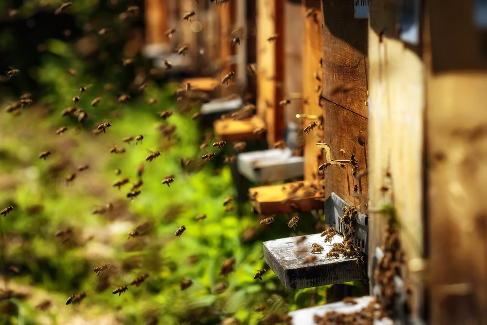 La Deriva en las abejas: Por qué se produce y sus posibles soluciones - Sin categorizar