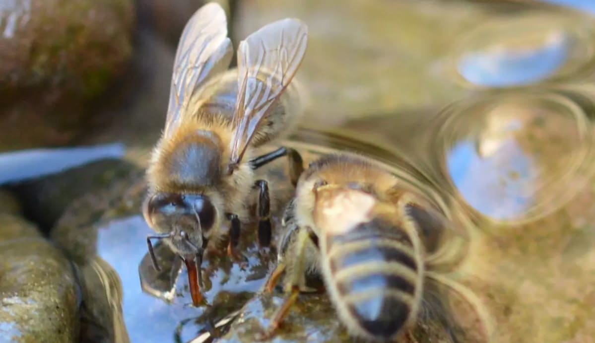 El Agua Y Las Colmenas Por Qu Es Importante El Agua Para Las Abejas el-agua-y-las-colmenas-por-qu-es-importante-el-agua-para-las-abejas