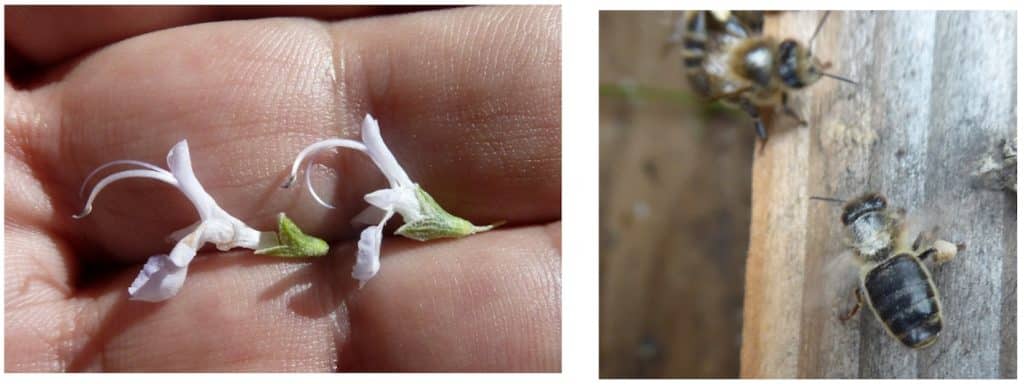 Floraciones apícolas de Primavera Temprana - BOTÁNICA