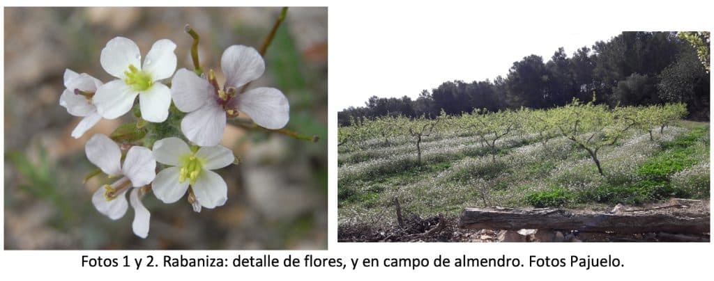 Floraciones apícolas de Primavera Temprana - BOTÁNICA