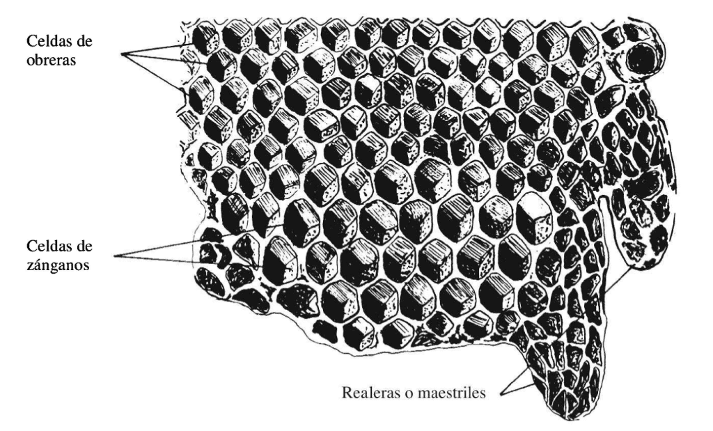 Quién es quién en la colmena: Una sociedad muy estructurada - Apicultura