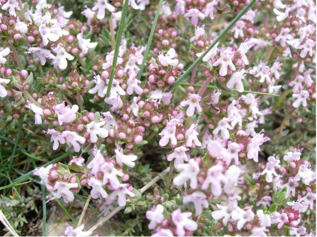 Floraciones apícolas de cosecha de miel de primavera - BOTÁNICA