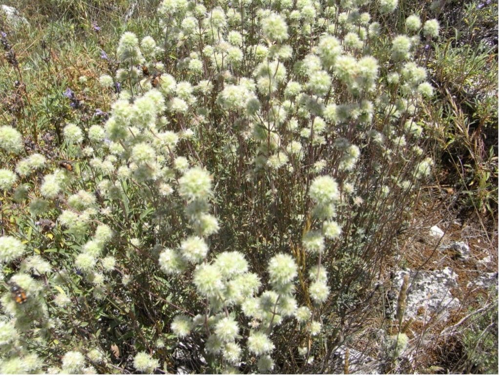 Floraciones apícolas de cosecha de miel de primavera - BOTÁNICA