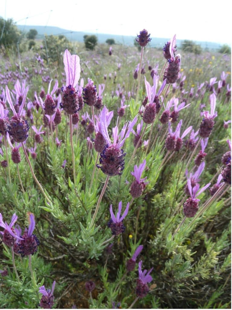 Floraciones apícolas de cosecha de miel de primavera - BOTÁNICA