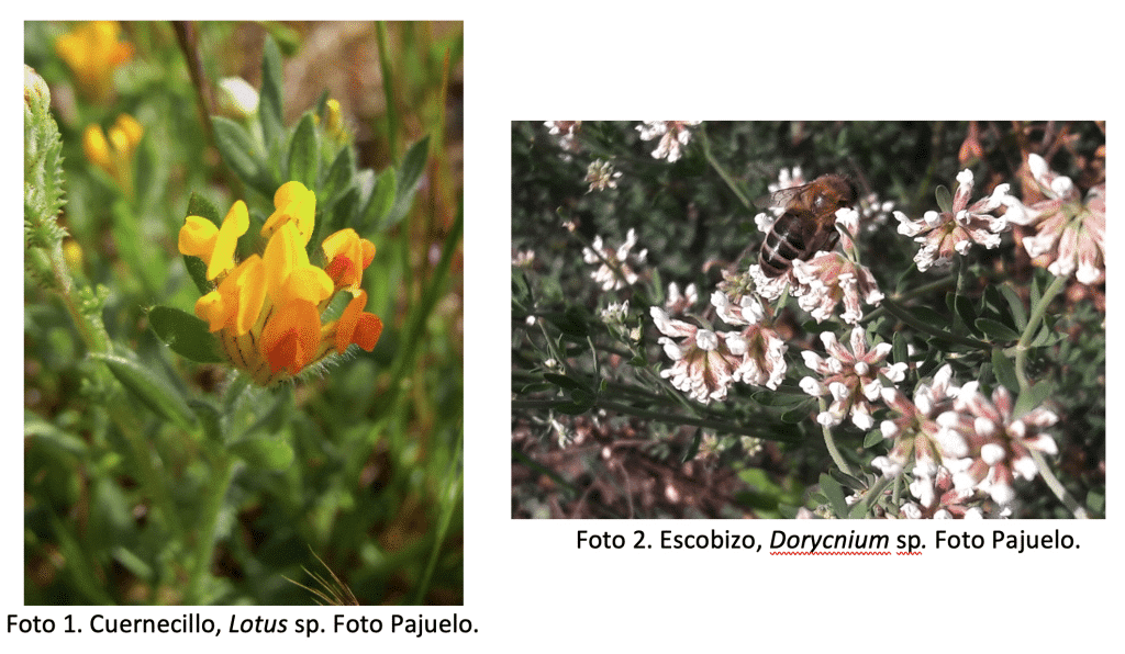 Floraciones apícolas de cosecha de miel de primavera - BOTÁNICA