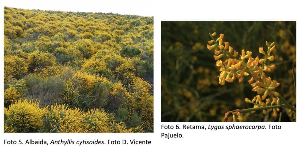 Floraciones apícolas de cosecha de miel de primavera - BOTÁNICA