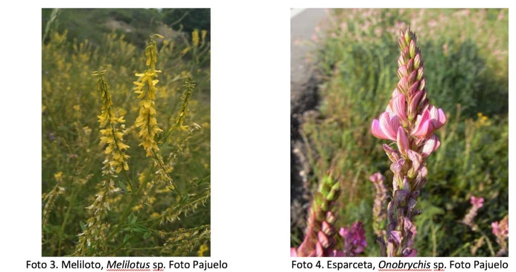 Floraciones apícolas de cosecha de miel de primavera - BOTÁNICA