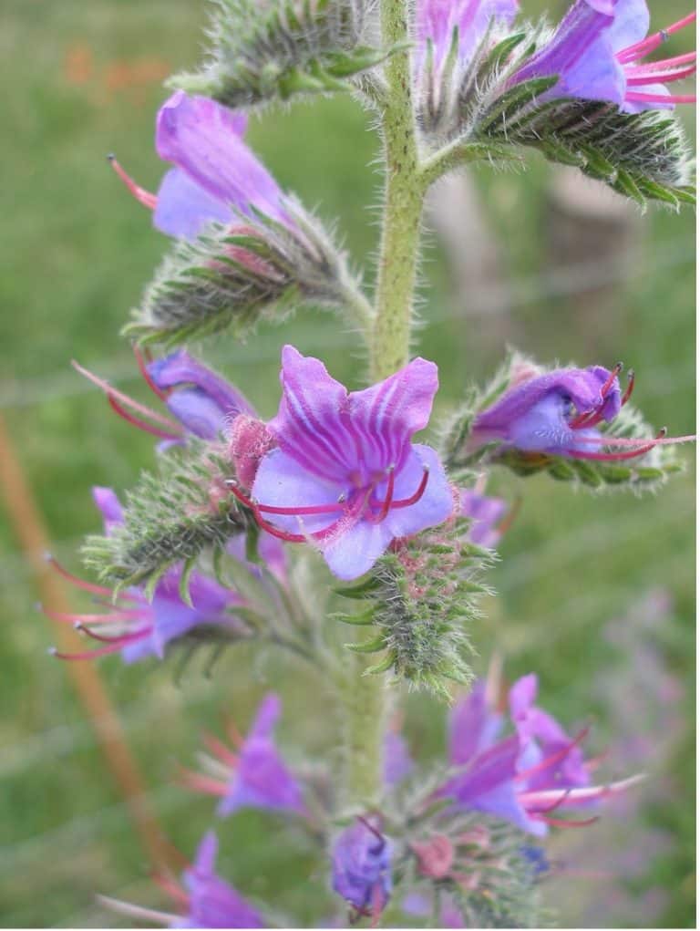 Viborera o argamula (Echium sp.) en flor, la planta de la miel de chupamieles.