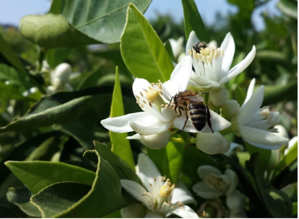 Floraciones apícolas de cosecha de miel de primavera - BOTÁNICA