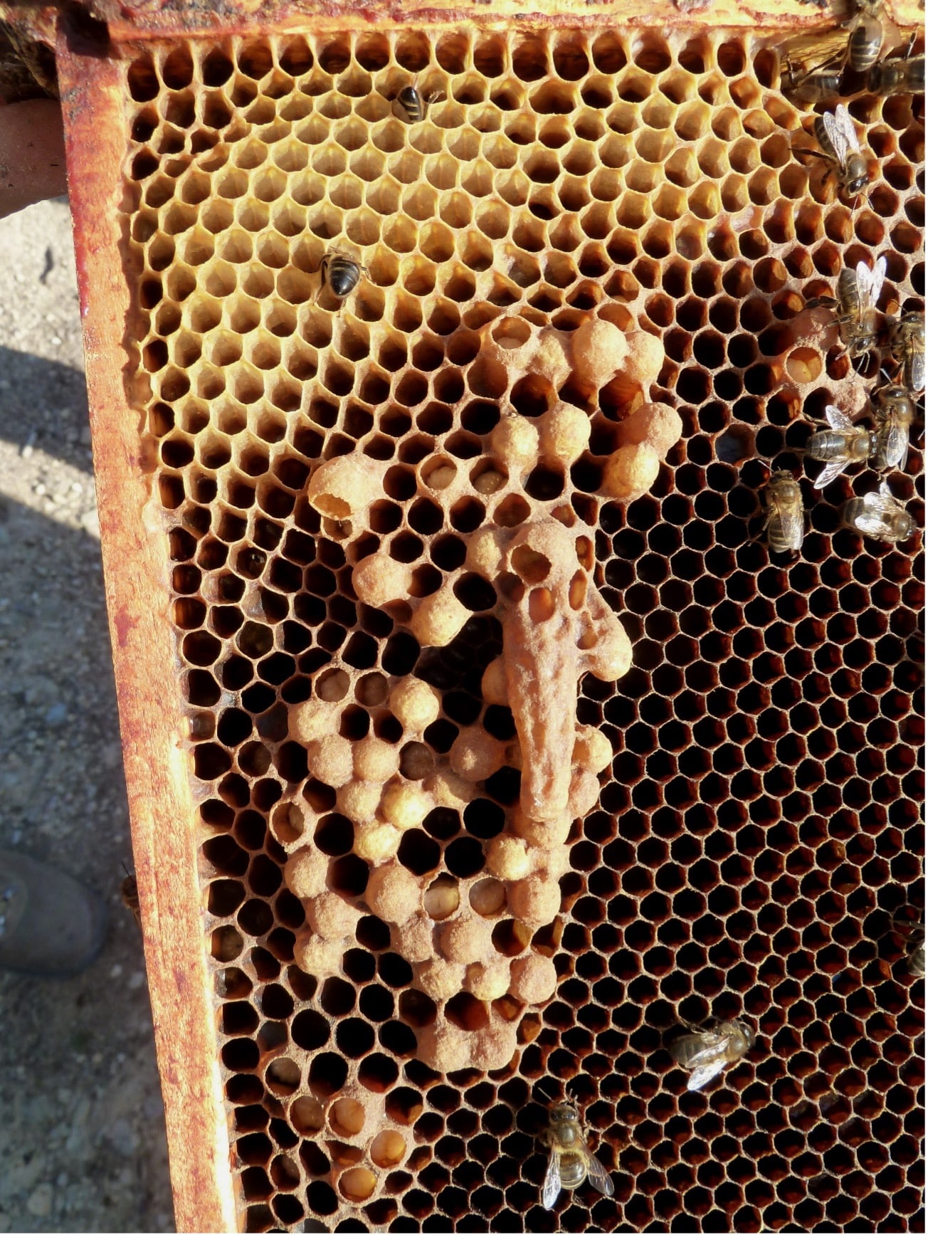 Pensando en obtener colmenas de abejas melíferas? Algunas consideraciones –  Extensión en Español