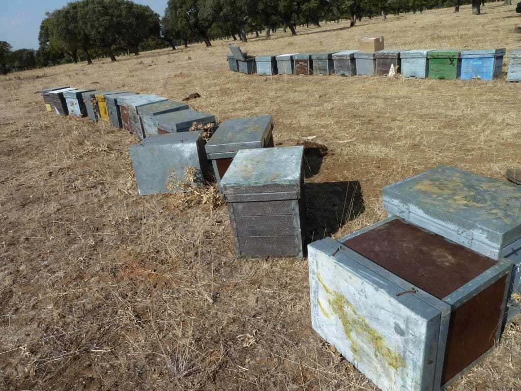 Pillaje en las Colmenas de abejas: Qué es y como prevenirlo. - MANEJO