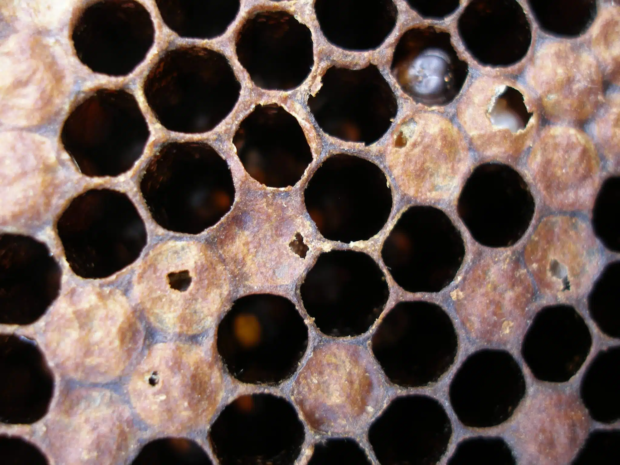 Close view of opened brood cells with discoloured remains