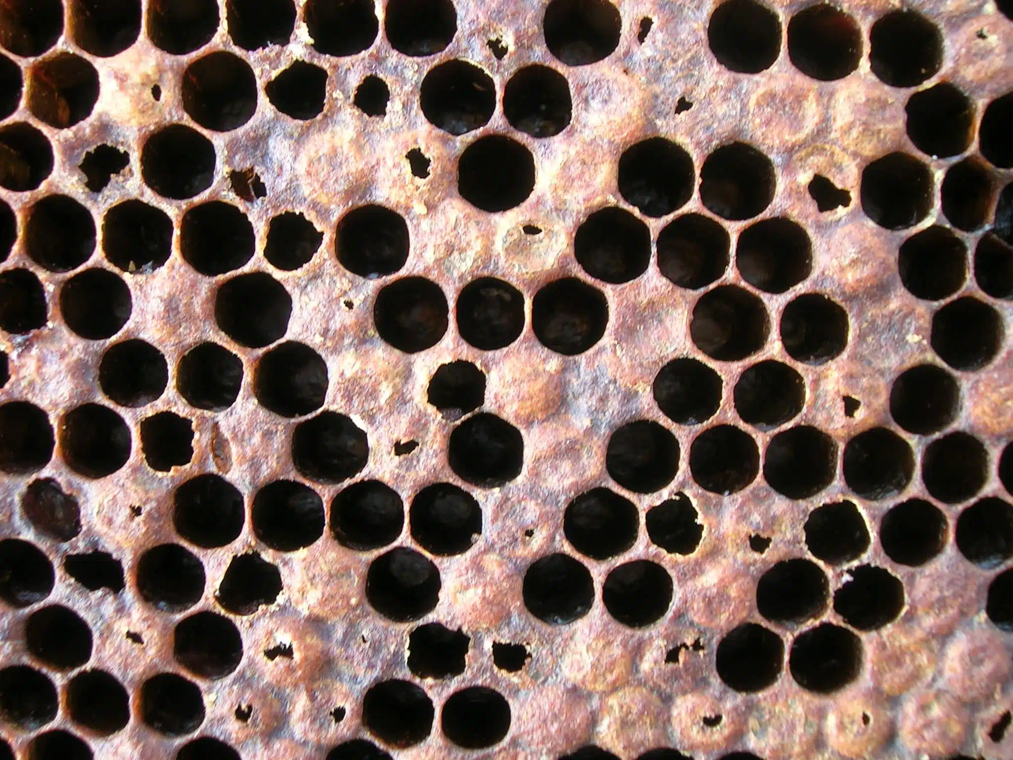Close view of brood comb with holes and depressions in the cappings