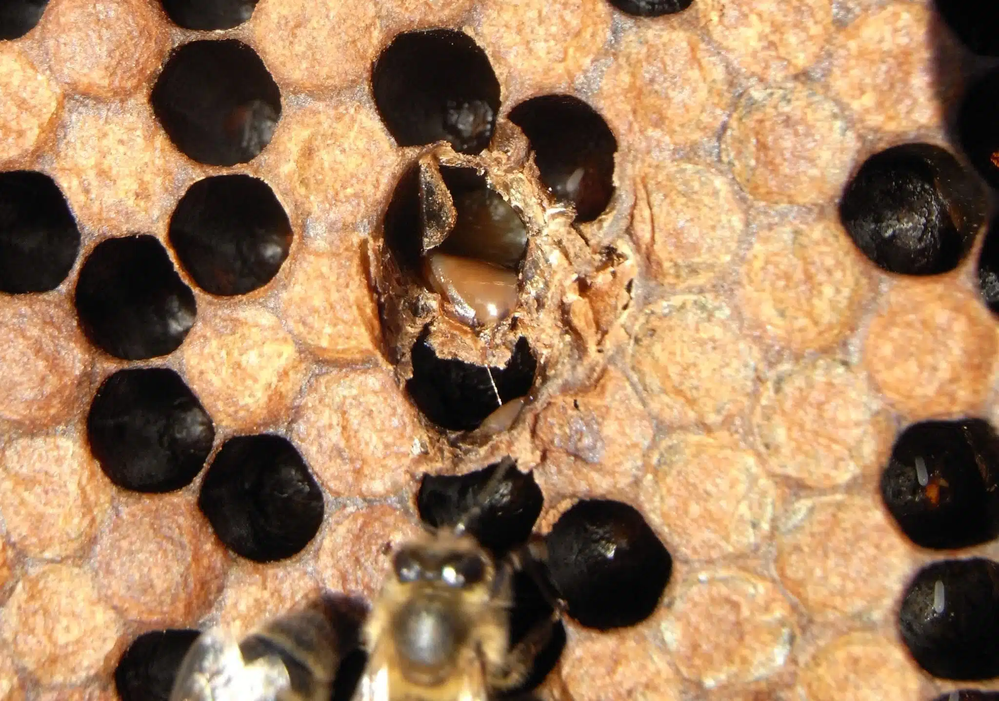 Opened brood-cell capping revealing brown larval remains