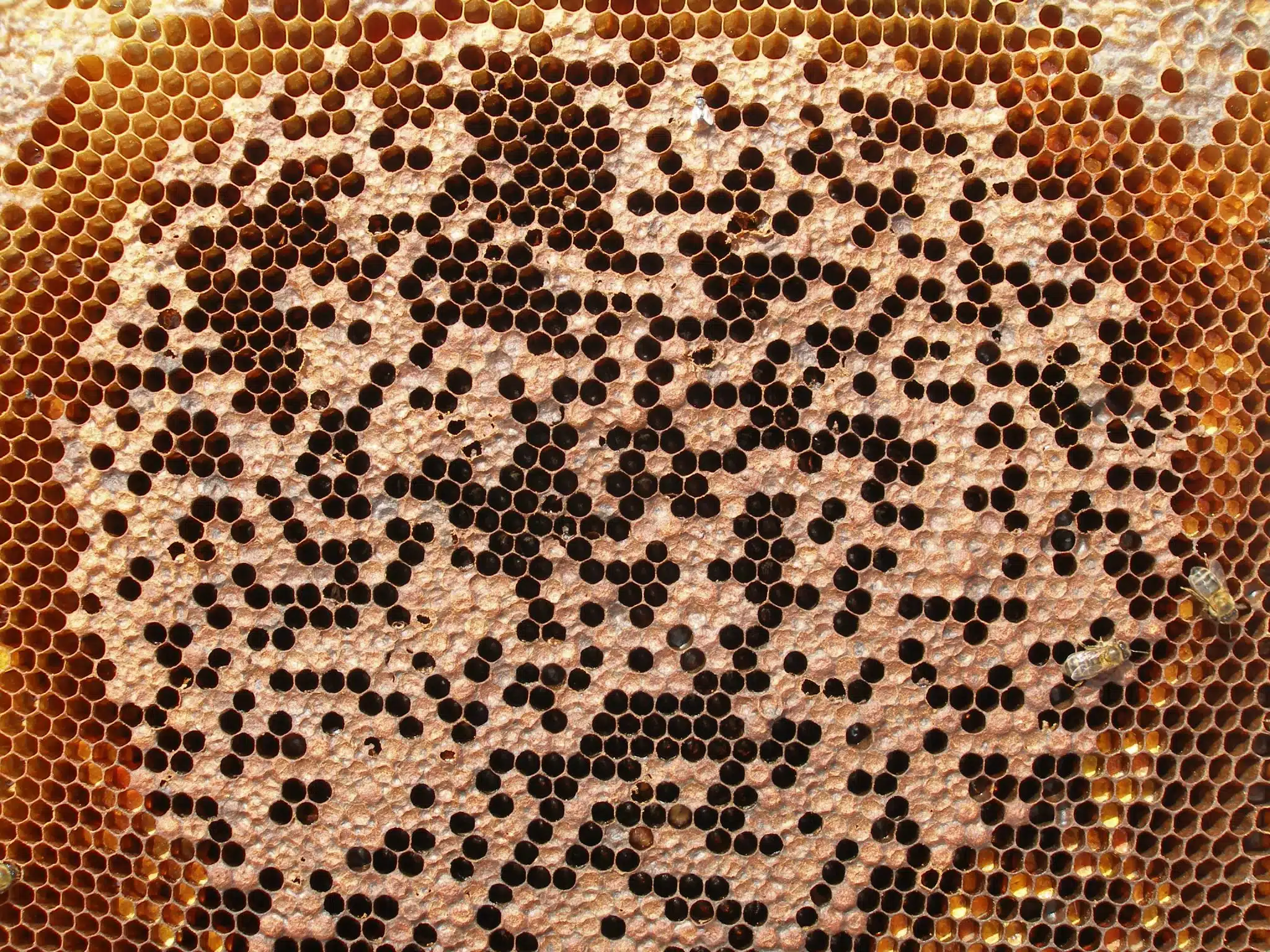 Brood comb with an irregular mixture of capped and open cells
