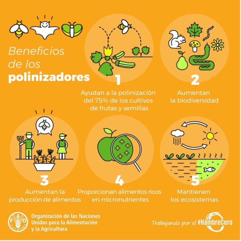 El día mundial de las abejas: 20 de mayo - Apicultura