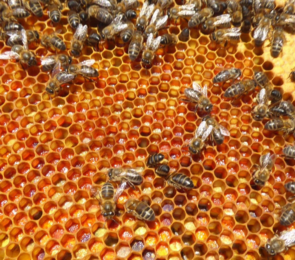 ¿Puedo alimentar a mis abejas con Miel y Polen? - ALIMENTACION