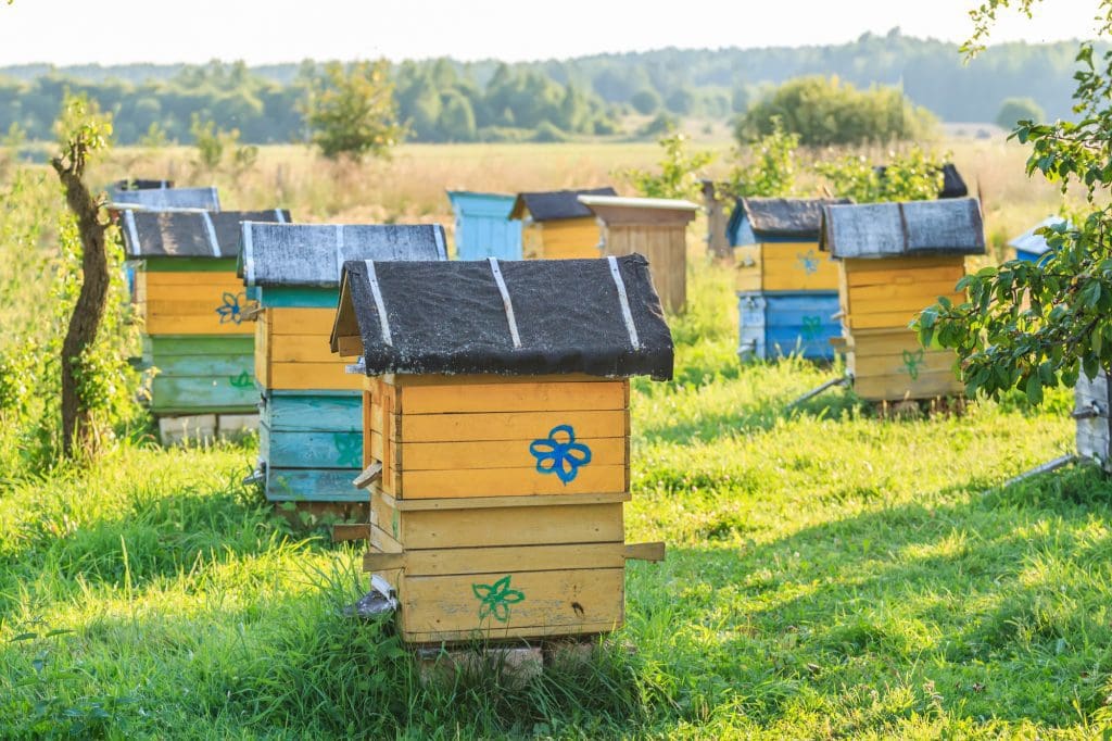 Protección y estética de colmenas: una guía para elegir la pintura adecuada - MATERIAL
