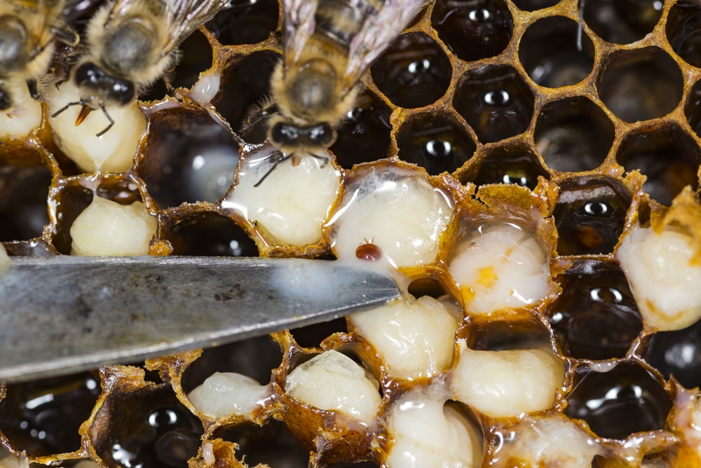 Una de cada dos colmenas de abejas no sobrevivirá a las altas temperaturas  de esta primavera - Información