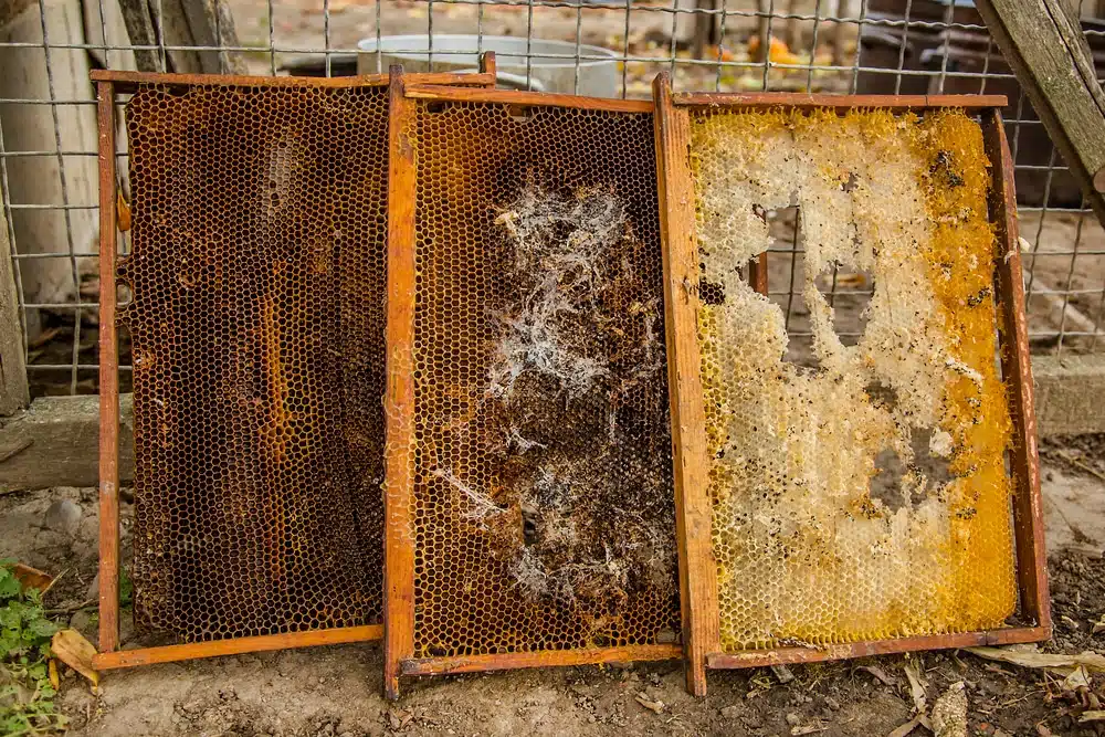 Three stored frames with increasing wax moth webbing and comb damage