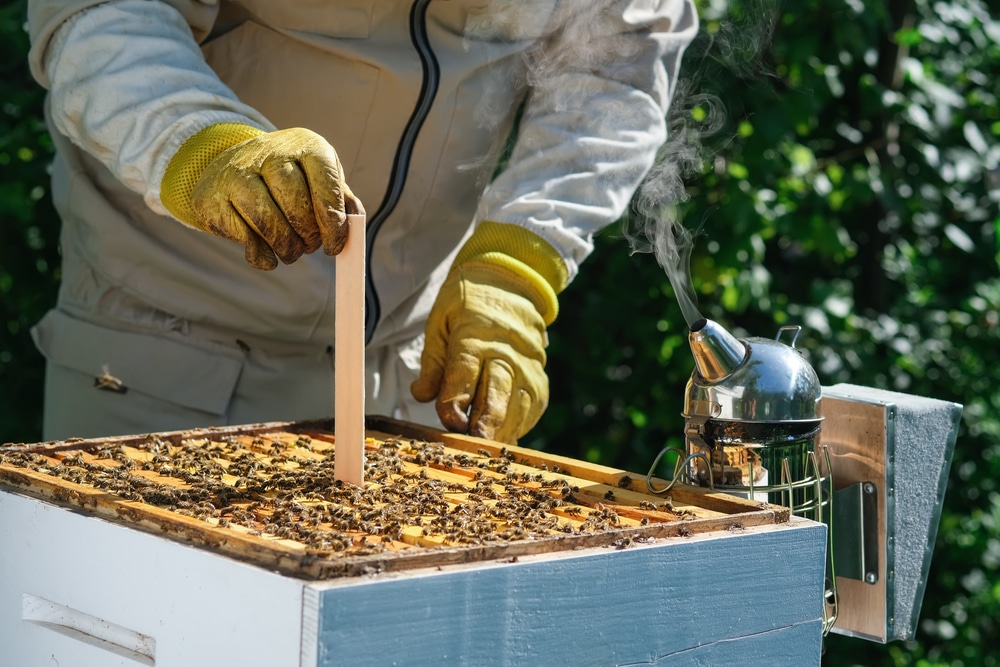 Pensando en obtener colmenas de abejas melíferas? Algunas consideraciones –  Extensión en Español