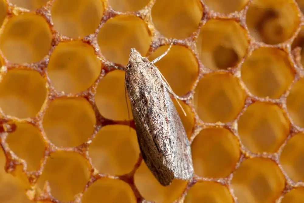 Adult wax moth resting on beeswax comb