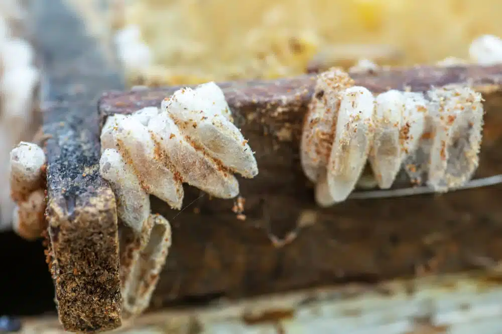 Clusters of wax moth cocoons attached to a wooden hive frame