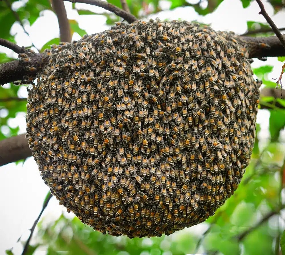 Cómo recoger enjambres de abejas