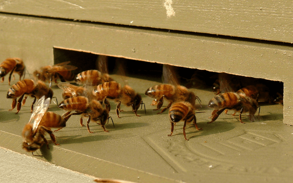 Aislamiento, condensación y ventilación en colmenas: cómo proteger a nuestras abejas - MANEJO